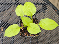 /album/fotogalerie-nabidka/hosta-golden-spades-20260517-164150-jpg/